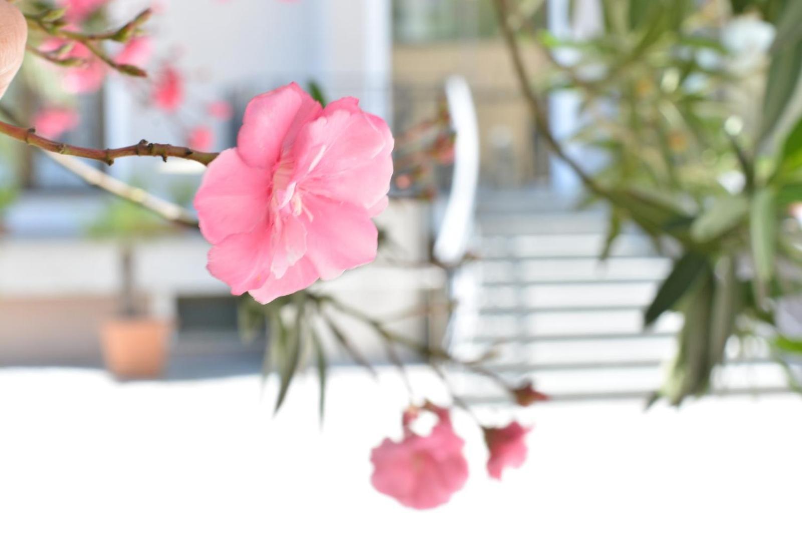 Boutique Hotel Argo 库塔伊西 外观 照片
